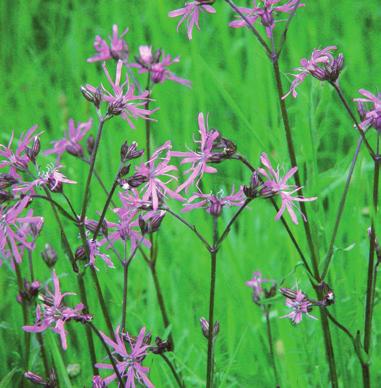 Welkom in de vallei De kleine vloeit in een smalle vallei die een groene scheiding vormt tussen de twee kleuren de massaal aanwezige pinksterbloemen en echte koekoeksbloemen de vallei roze.