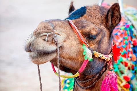 Dag 13: Khogno Khan Uul Nature Reserve Kamelentocht (OLD) Vandaag heb je een hele leuke ochtend voor de boeg. Je gaat namelijk een kamelentocht maken!