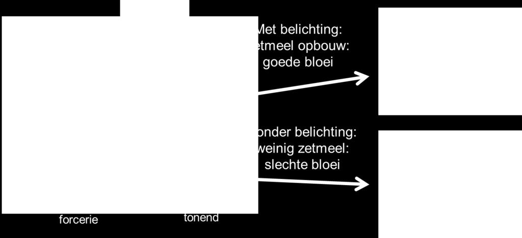 Op zoek naar de minimale lichtsom Om precies te weten hoeveel licht een plant nodig heeft om voldoende zetmeelreserves op te bouwen in de forcerie, werden fotosynthesemetingen uitgevoerd.