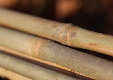 bamboe tot beker Van