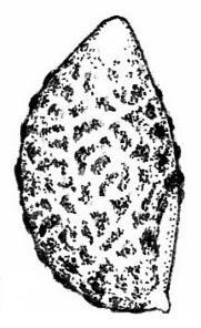 lacustris, (G. ampullaceocystis, G.