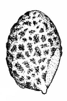 alluviana, (G. salicicola, G. carbonicola, G. triscopa, G.
