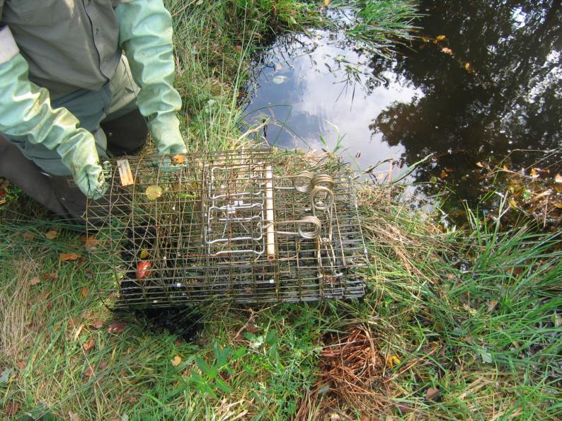 BIJVANGSTEN Bijvangsten zijn gevangen en gedode dieren anders dan de muskus- of beverrat. Er wordt in de bestrijding veel zorg besteed aan het zo min mogelijk bijvangen van andere diersoorten.