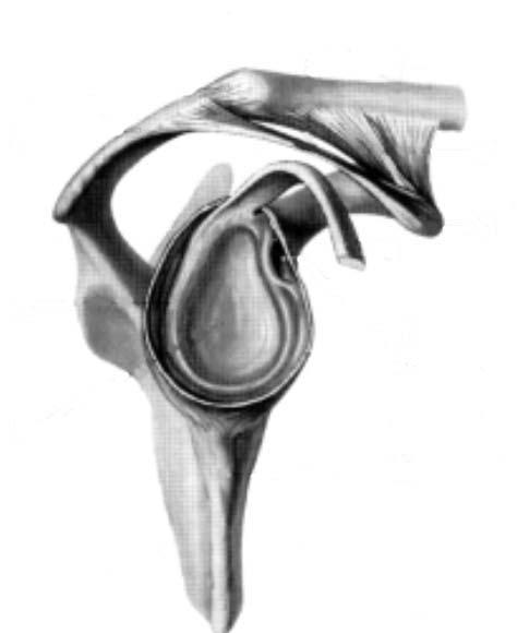 2.2 Het glenohumerale gewricht Het glenohumeraal (fig.