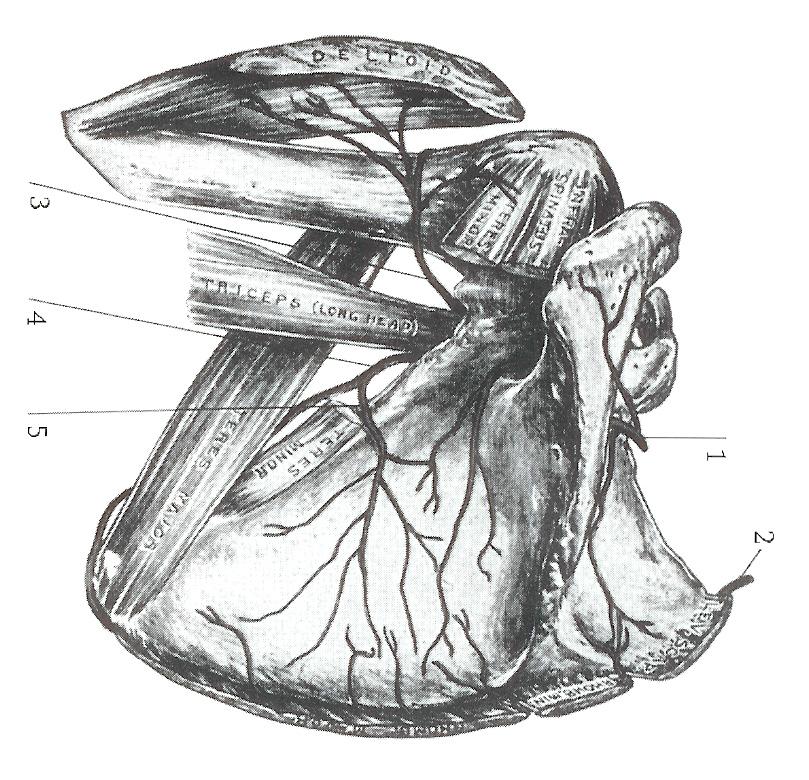 De bloedvoorziening van het glenohumerale gewrichtskapsel (fig. 7): De voorzijde van het glenohumerale gewrichtskapsel wordt arterieel verzorgd door de a.