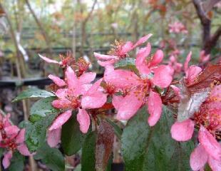 Malus 'Profusion' Vorm: opgaande groei, vrij brede ronde, later eivormige kroon met bij ouder worden licht overhangende takken Hoogte: tot 7 m Breedte: tot 5 m Wortels: verdraagt verharding.