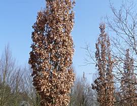Quercus robur 'Fastigiata Koster' Vorm: zuilvormige tot smal piramidale boom met sterk opgaande zijtakken. Hoogte: tot 15 m Breedte: tot 4 m Wortels: verdraagt goed verharding of verdichting.