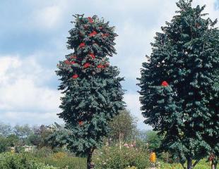 Sorbus aucuparia 'Sheerwater Seedling' Vorm: Opgaande groeiende boom met een gesloten kegelvormige kroon.