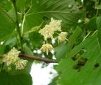 Tilia americana 'Nova' Hoogte: Blad: Wintergroen: Bloemen: Vruchten: 20-25 meter Breed eivormig Nee In hangende tuilen, lichtgeel, juli Kleine ronde nootjes Toepassing/gebruik: Tuinen/Parken