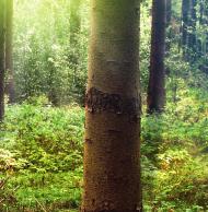 LIGNODUR Terrasplanken Met liefde voor de natuur Het LIGNODUR terrafina programma biedt u een hoogtechnologisch product aan, die de voordelen van hout combineert met deze van kunststof.