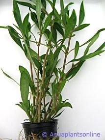 a.v. De Glasbaars Planten hygrophila-salicifolia Herkomst: Zuidoost-Azië Hoogte: 80 cm Temperatuur: 18-24ºC Licht: Veel Omschrijving: de bladeren kunnen een lengte bereiken van 17 cm, waarbij de