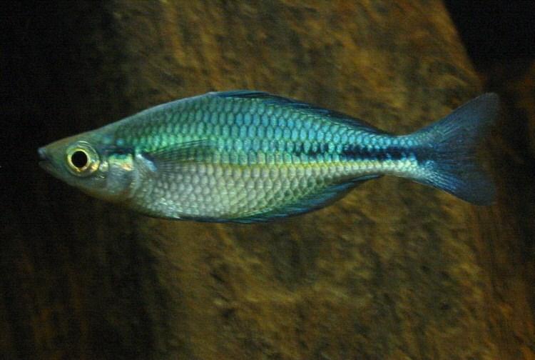 Tussen Lange Jaap en Kuitje Vissen Melanotaenia lacustris Familie : Melanotaeniidae Herkomst : Zuidelijk Nieuw Guinea Lengte vd vis : 12 cm Min.