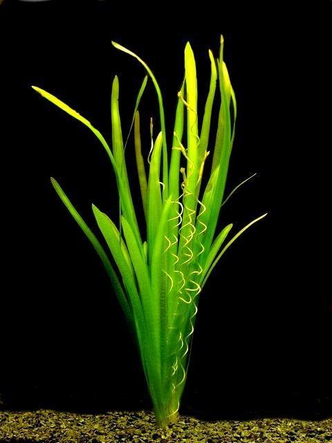 Tussen Lange Jaap en Kuitje Planten Vallisneria spiralis De Vallisneria spiralis is een makkelijke aquariumplant. De naam geeft wel vaak wel wat verwarring.
