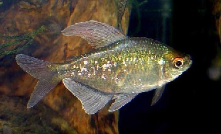 a.v. De Glasbaars Vissen De Moenkhausia pittieri (Diamantzalm) wordt gevonden in Zuid-Amerika, Venezuela.