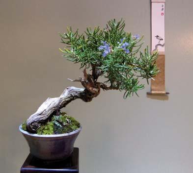 Bonsai van onze leden Foto s van Piet Dekkers