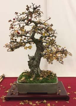 De tentoonstelling liet prachtige herfst bonsai zien. De zaal was ingericht met lange tafels, plus een soort subtiele kubus, van vier opstellingen.