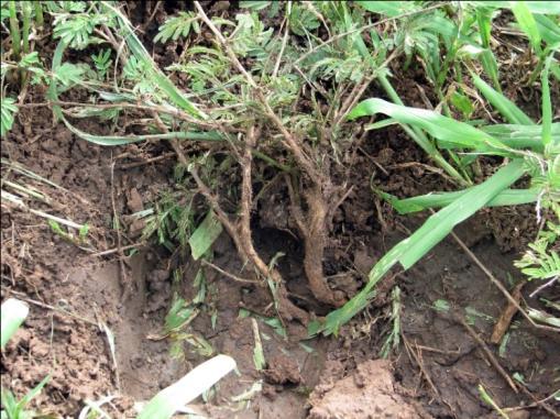 Baie smaaklike grasse Die lae vlak van grasspesie selektiewe beweiding het gesorg dat smaaklike grasses groeikragtig bly en genoeg saad produseer.