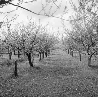 BUITENLANDSE BOMEN OP 7 e RASSENLIJST J. Buiteveld en S.M.G. de Vries Van een aantal boomsoorten is kwalitatief goed uitgangsmateriaal schaars in Nederland.