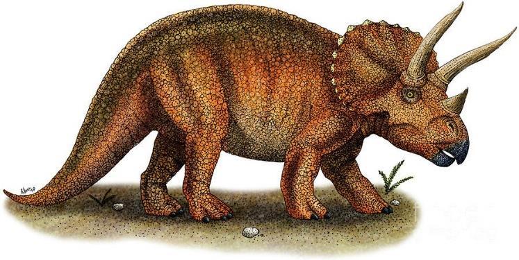 tot staart 55 88 ton 154 144 miljoen jaar geleden (Jura) Leefde in Gondwana, een continent dat nu