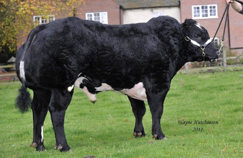 Fendt Cormwell 0,10 0,28 0,12 0,32 X x Fendt Cromwell (Wacko van Beekhof x Dafydd d Ochain x Serum d Anloy) KI-Samen Van deze stier zijn nog geen index gegevens bekend.