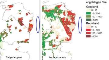 Figuur 6 vormt de basis voor de bepaling van het optreden van (significant) negatieve effecten op deze soorten. De grauwe gans foerageert niet of nauwelijks in de gemeente Emmen.