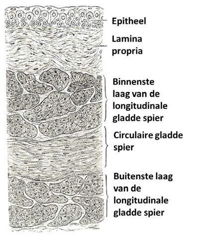 4. Niet -spierinvasieve blaaskanker en de behandeling 4.1 De blaas In deze paragraaf leest u over de blaas en urinewegen.