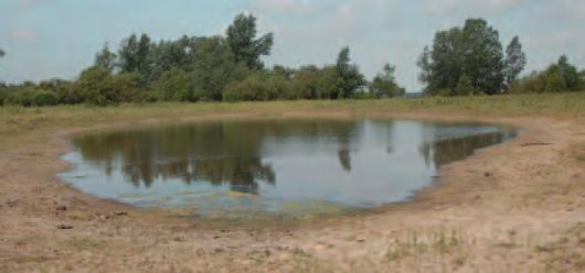 Beheermaat regelen voor diersoorten De rugstreeppad is te vinden in een open landschap en zijn voortplantingswater wordt gekenmerkt door waterpeilschommelingen.