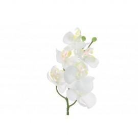 Mini Orchidee wit 33 cm