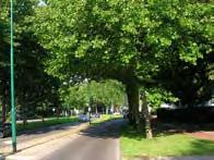 GROEN - opkroonhoogte boom Toelichting: Vrije doorgang voetpaden: minimaal 2,5 meter Vrije doorgang fietspaden: minimaal 4,2 meter Vrije doorgang