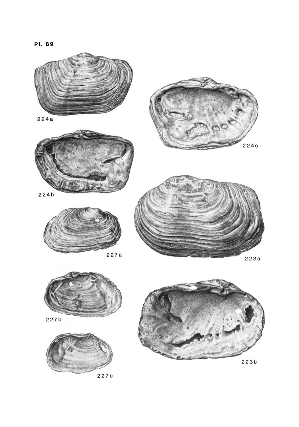 Pl. 89