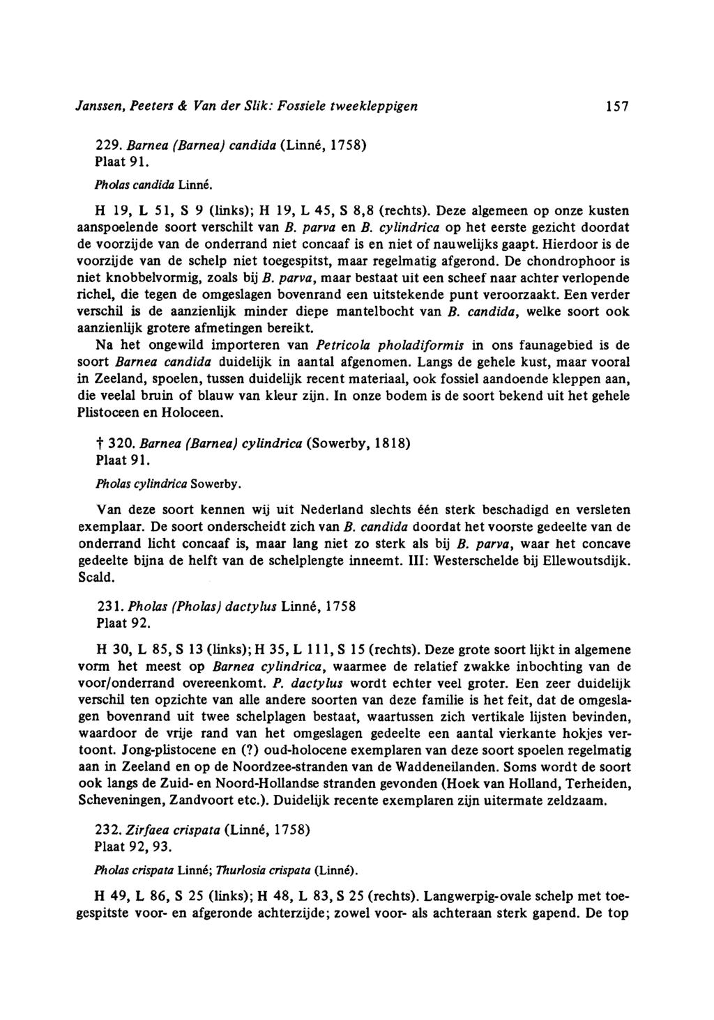 Janssen, Peeters & Van der Slik: Fossiele tweekleppigen 15 229. Barnea (Barnea) Plaat 91. candida (Linné, 158) Pholas candida Linné. H 19, L 51, S 9 (links); H 19, L 45, S 8,8 (rechts).