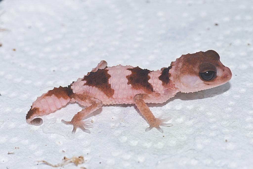 Een jonge Nephrurus wheeleri cinctus in nachtelijke kleuren De opfok van de jonge dieren is vrijwel gelijk aan de verzorging van de ouderdieren.