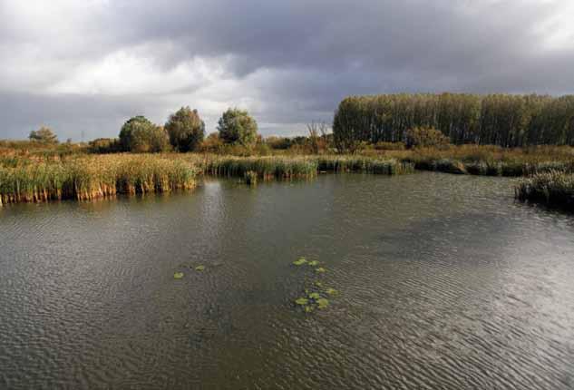 34 tijdschrift De Rijnstrangen bij Zevenaar; zelfs in een dergelijk groot open water, waar met een combinatie van traditionele middelen slechts met moeite een enkele grote modderkruiper kan worden