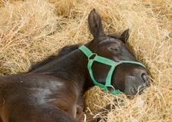 Hoe slapen paarden? Dat paarden minder en anders slapen dan mensen, is wel duidelijk. Maar hoe lang slaapt een paard precies en waarom slaapt hij meestal staand?