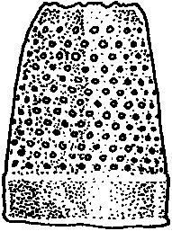 De losse naald met windingen op het uiteinde is afkomstig van een andere fibula. 1148 Koperen kapfibula Br-69-01, vlakvondst. 54 x 16 x 8 mm. Datering: tussen 250 v.chr. en 70 n.chr. (zie Haalebos 1986, 16-23).