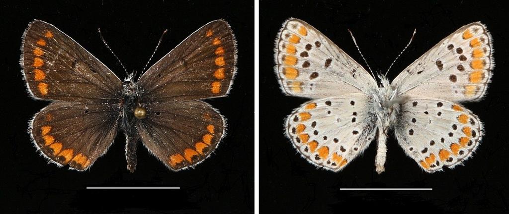 Fig. 2. Aricia agestis. Greece, Dodekánisa, Sími Island, Xísos, 390 m, 2.vi.2012. Left. Upper side. Right. Underside. Scale bar = 1 cm.