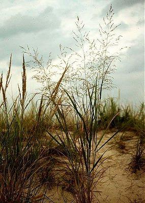 Switchgrass een energiegewas van de prairie, in Nederland.