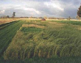 In zuid Amerika en Afrika wordt het ook wel gebruikt om, gronden te behouden in de staat waarin ze verkeren, voerproductie voornamelijk hooi en verder wordt het gebruikt als siergras.