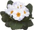 PRIMULA Cabaret F1 White Cream Yellow Orange