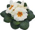 PRIMULA Evie F1 White Cream Yellow Orange