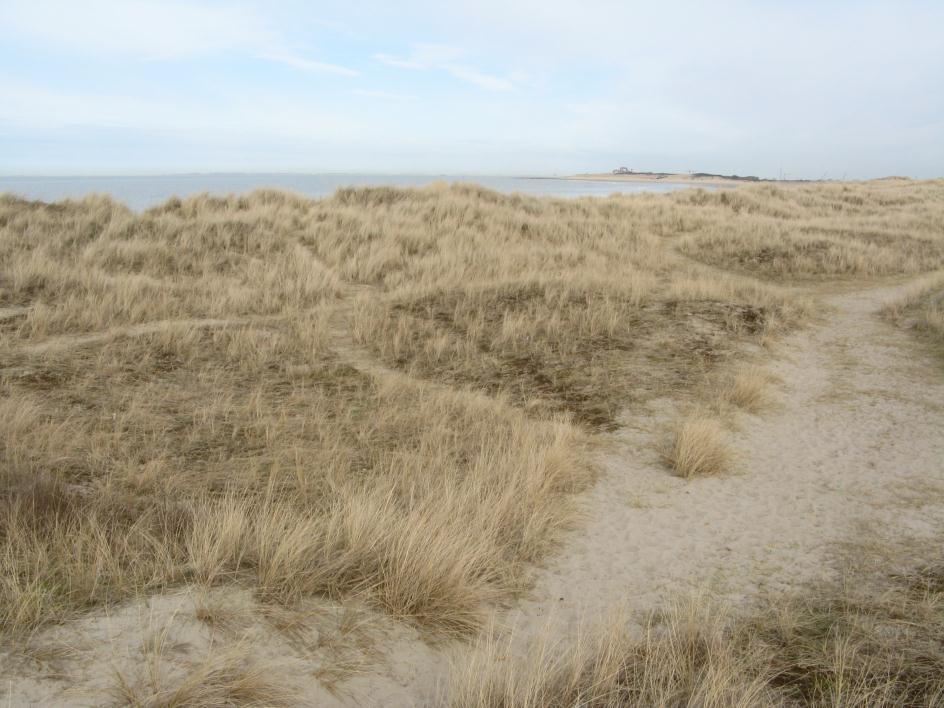 Figuur 13 Grijze duinen (kalkrijk) (Bron: Cosyns et al., 2014) H2160 Duindoornstruwelen Habitattype 2160 betreft duinstruwelen met dominantie van Duindoorn.