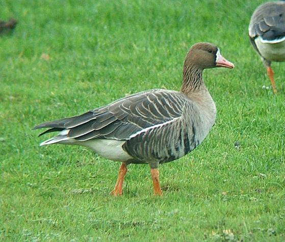 Niet broedvogels - Wintergasten en trekvogels Steltlopers, zwanen, ganzen en eenden gebruiken de omliggende Natura 2000-gebieden in de trekperiode en voor overwintering, waarbij ze voor een deel