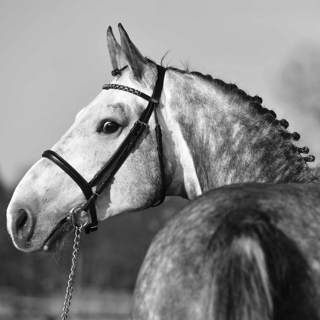 EL TORREO DE MUZE sbs, 2010, Schimmel/Gris, 1m71 Zoon van de halfbroer van Glock s London, Taran de la Pomme. El Torreo de Muze combineert kracht, souplesse en een uitstekende techniek.