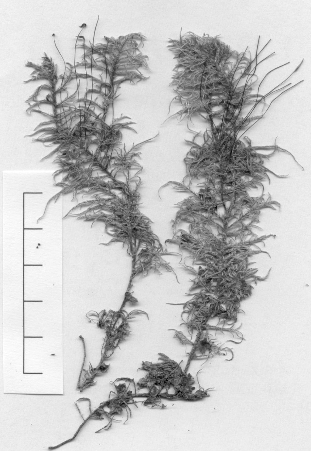 Buxbaumiella 60 (2002) 43 Figuur 13.