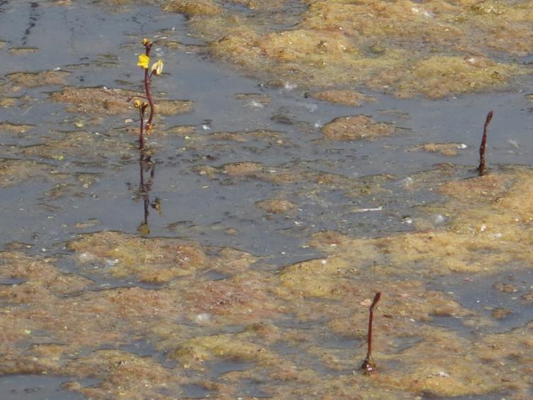 margrieten al weer over hun hoogtepunt heen zijn. Een groep van Knoopkruid licht zeer fraai op. De Kraailook ontwikkelt soms al kleine plantjes uit zijn broedbolletjes.