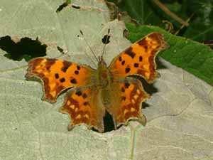 generalists Large dispersal capacity Expanding Pararge aegeria Speckled wood