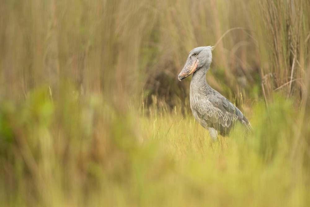 Dag 2 Na een vroeg ontbijt rijden we naar Mabamba Swamp. Hier maken we een boottocht van enkele uren waarbij we een grote kans hebben om de schoenbekooievaar te spotten.