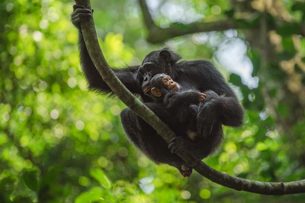 Dag 4 Vandaag kunnen we de hele dag bij chimpansees doorbrengen. Na een vroeg ontbijt trekken we met ons lunchpakket en onze privé-gids meteen het bos in.