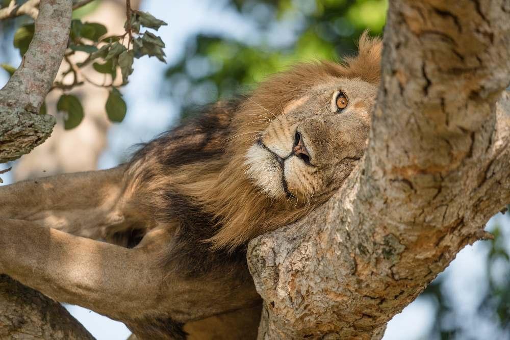 Onze thuis voor de komende dagen ligt aan de voet van Bwindi Impenetrable Forest en is ideaal gelegen om onze gorilla-excursies te starten. Na de lunch volgt er een uitgebreide briefing (o.a. aan de hand van foto's) met tips over het fotograferen van de gorilla's.