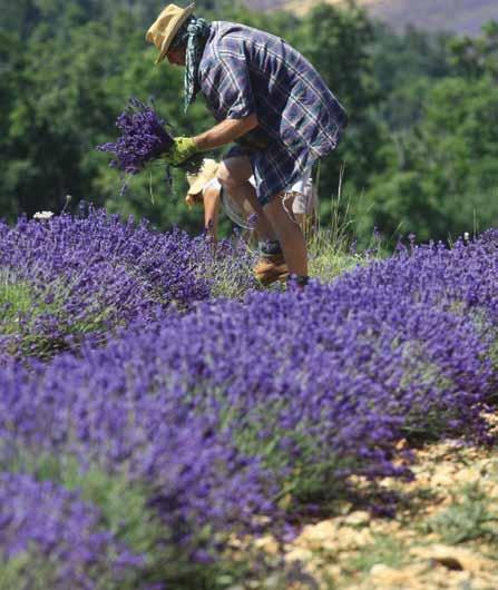 Festival des saveurs - Dégustation d huile d olive et de vin, ateliers autour de la lavande et de la confiture, un spécial "Provence" au restaurant, avec des plats aux couleurs et accents